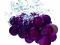 SweetGrapes's Avatar